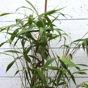 Arrow Bamboo (Pseudosasa japonica  metake) Img 1